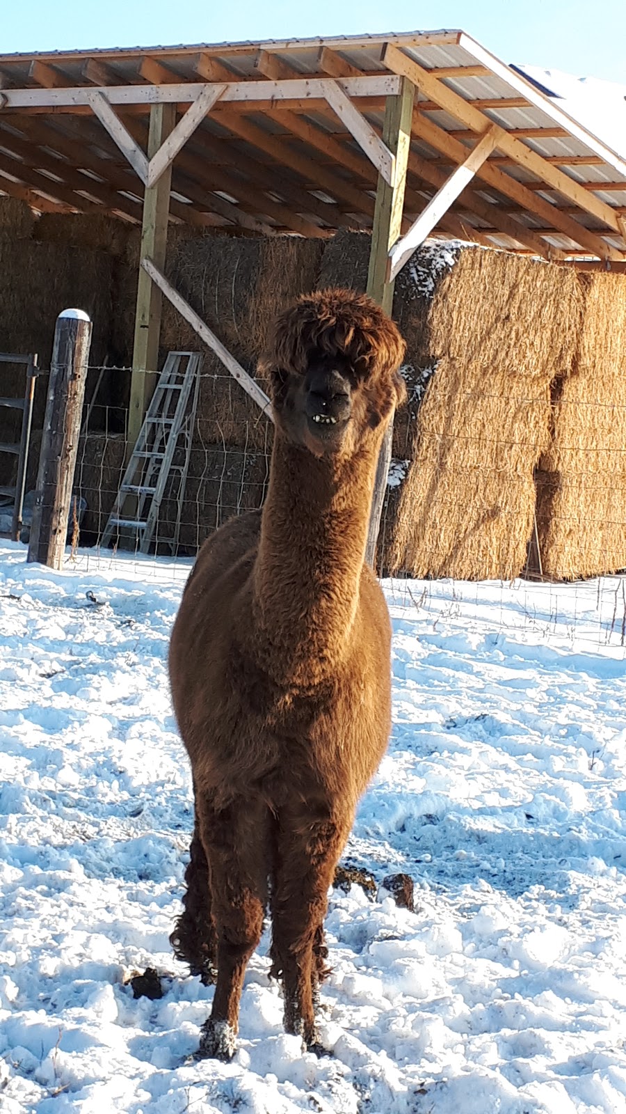 Living Well Farm | 2303 Hallama Dr, Winnipeg, MB R2N 4N9, Canada | Phone: (204) 296-7791
