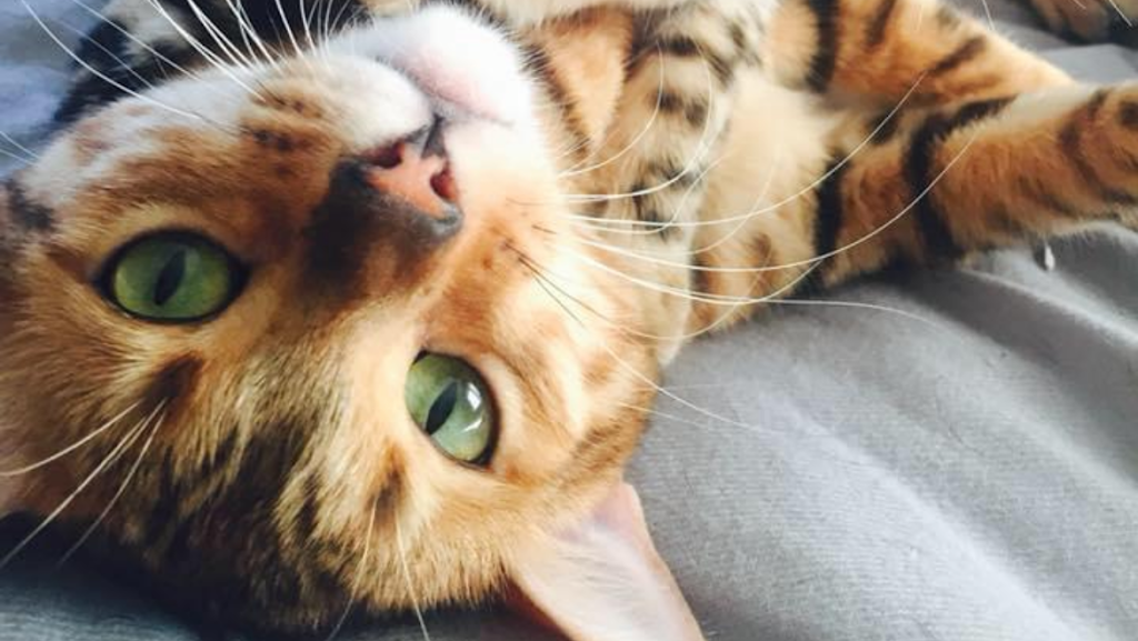 Belle Bengals | 15 Pringle Dr, Belleville, ON K8P 2L2, Canada | Phone: (613) 243-2408