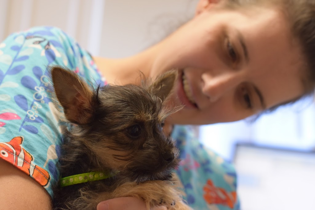 Romeo Pet Hospital | 782 Downie St, Stratford, ON N5A 1Y7, Canada | Phone: (519) 272-2100