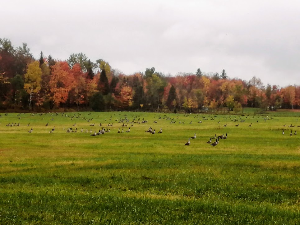 Élevage de lEdelweiss | 2049 Rang Saint David, Saint-Gabriel-de-Brandon, QC J0K 2N0, Canada | Phone: (514) 445-6690