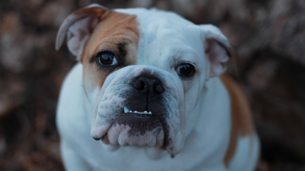 Family K9 Dog Training | 1269 Rte Harwood, Vaudreuil-Dorion, QC J7V 8P2, Canada | Phone: (514) 990-5959