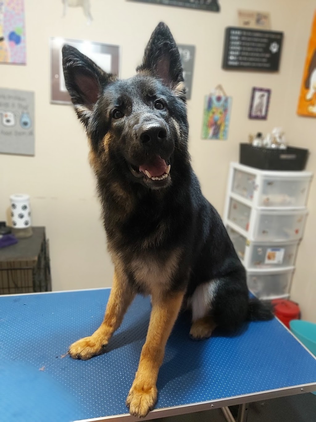 Dos 4 Doggies | 43 Elginfield Dr, Guelph, ON N1E 4E5, Canada | Phone: (519) 820-3164