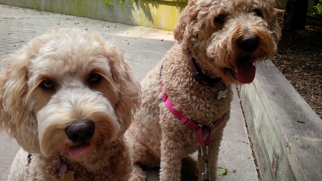Gentle Leash Dog Walker | 16 Hazelwood Dr, Guelph, ON N1C 1A8, Canada | Phone: (416) 998-8851