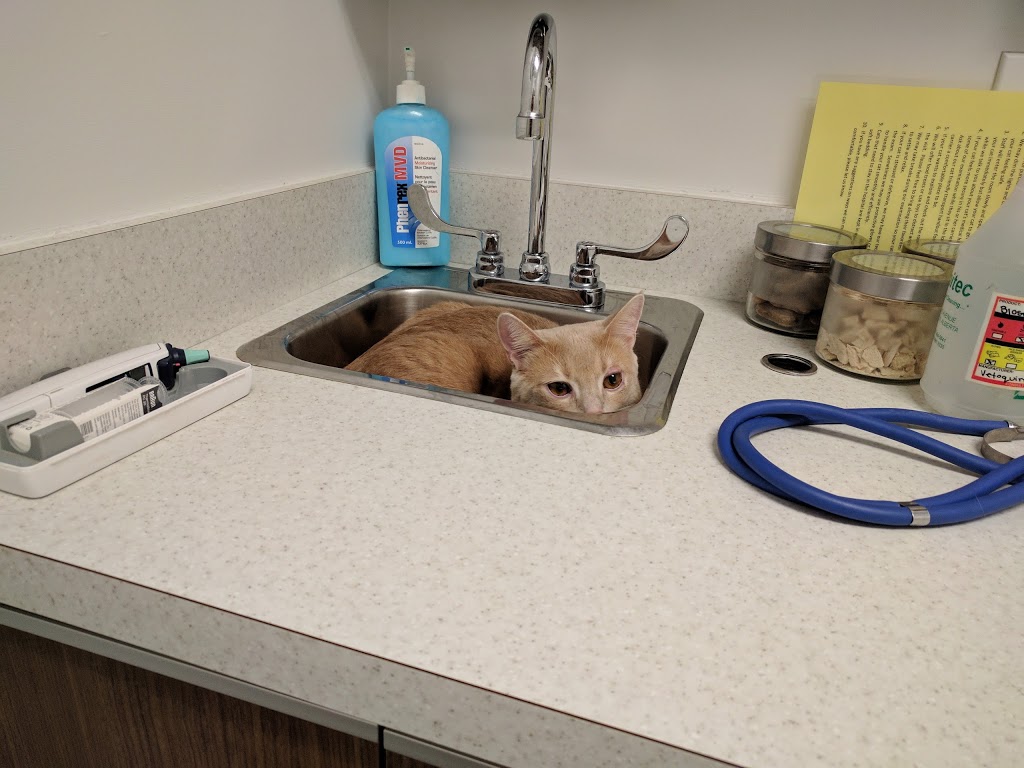 Lessard - Callingwood Veterinary Hospital Ltd | 7514 178 St NW, Edmonton, AB T5T 2Y5, Canada | Phone: (780) 481-5678