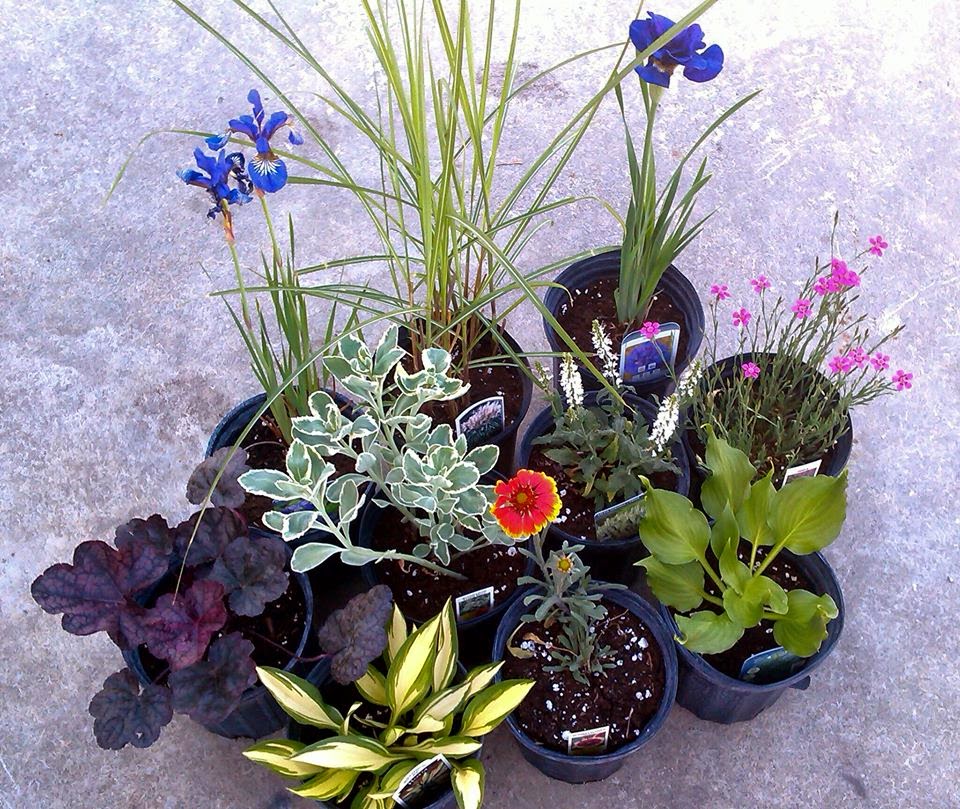 Stoneridge Gardens & Nursery | 1851 Galbraith Rd, Clayton, ON K0A 1P0, Canada | Phone: (613) 256-4348
