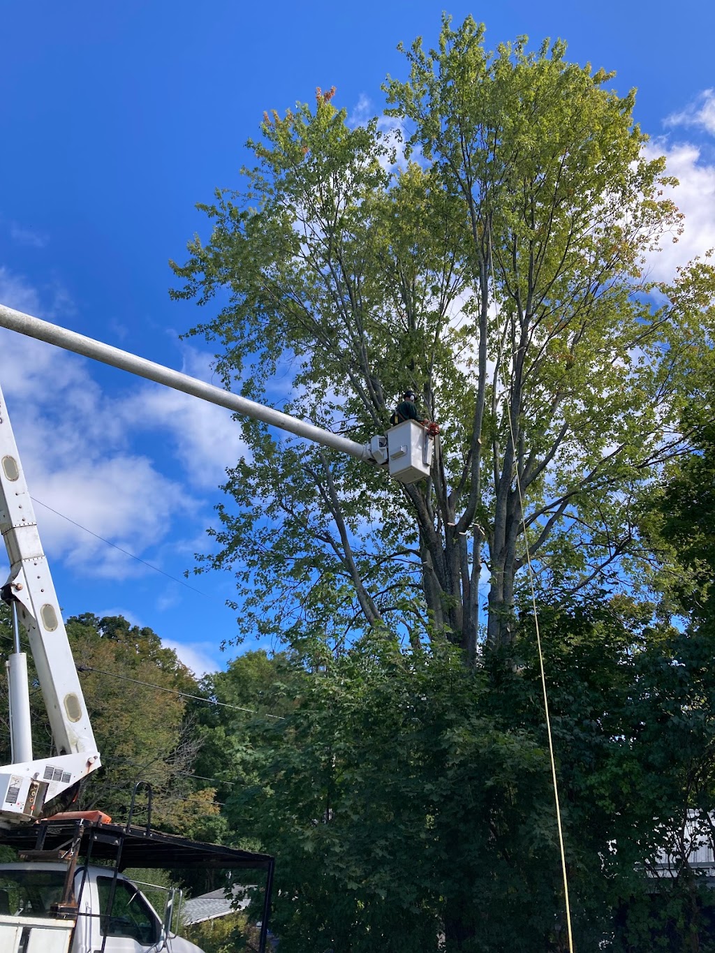 Sideline Tree Service | 3822 Kingston 2, Gananoque, ON K7G 2V5, Canada | Phone: (613) 540-3121