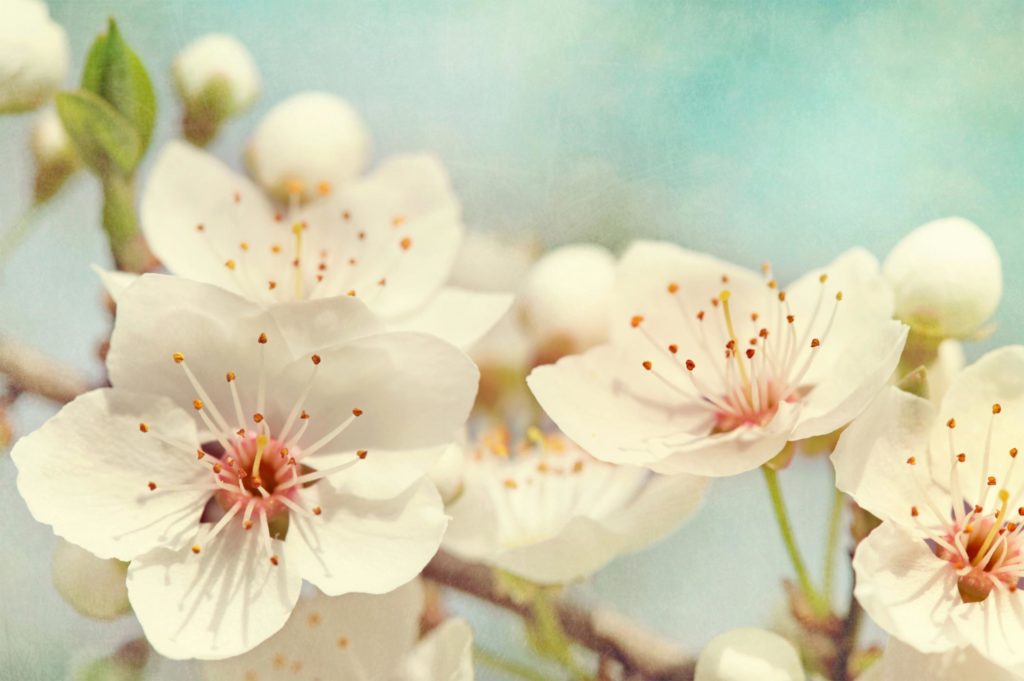 Michelle Kapler RAc - Fertility Acupuncture | 85 The East Mall #302, Etobicoke, ON M8Z 5W4, Canada | Phone: (416) 253-9892