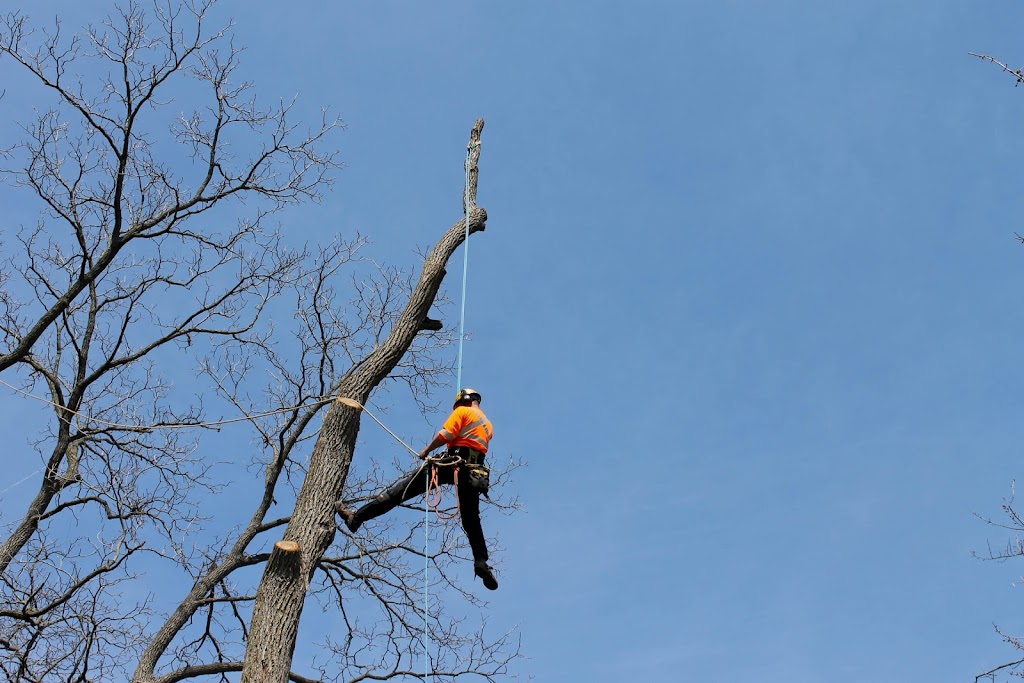 Kodiak Tree Services | 110 Sawmill Rd, Caledonia, ON N3W 2G9, Canada | Phone: (905) 648-5323