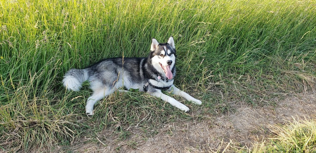 Richmond Dog Boarding & Play | 13800 No. 3 Rd, Richmond, BC V7A 1X6, Canada | Phone: (604) 370-3647