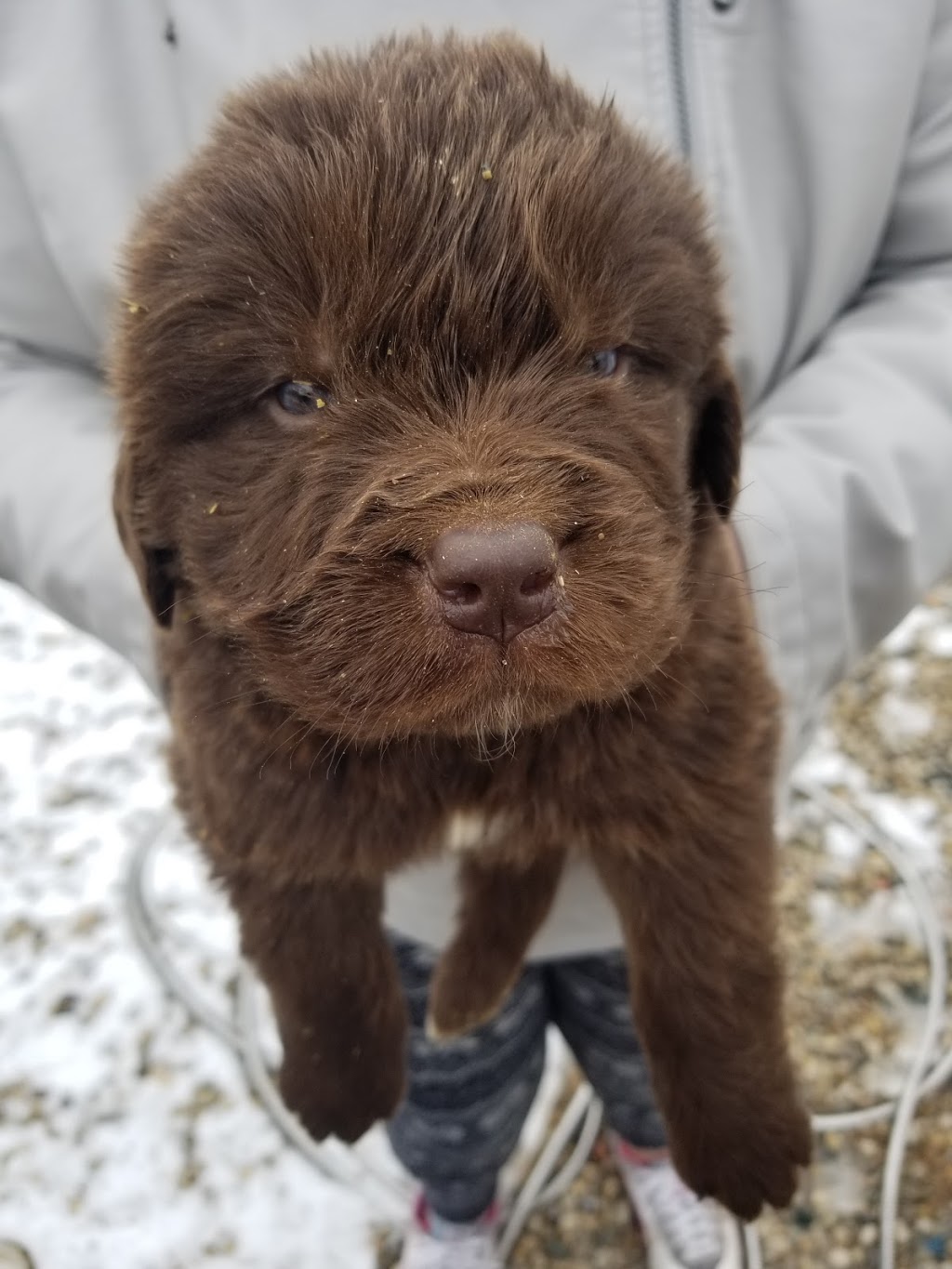 Hunterhill Kennel | 83876 Southgate Township Rd 08, Mount Forest, ON N0G 2L0, Canada | Phone: (519) 261-1101