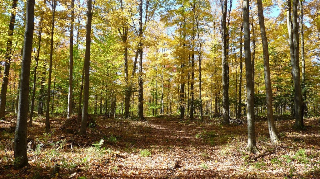 Groupement forestier coopératif St-François | 345 Rue du Parc Industriel, Windsor, QC J1S 3A7, Canada | Phone: (819) 845-3266