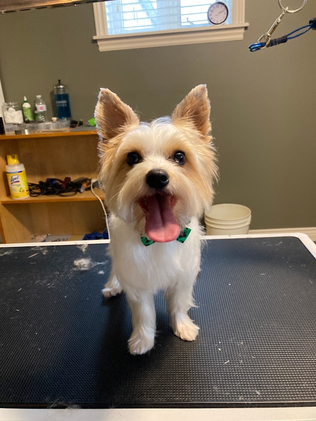 Barktouche Dog Grooming & Boarding | 227 Irving Blvd, Bouctouche, NB E4S 3K5, Canada | Phone: (506) 926-0028