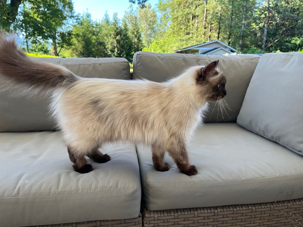 Woodside Kittens | 47920 Camp River Rd, Chilliwack, BC V4Z 0B6, Canada | Phone: (604) 991-8001
