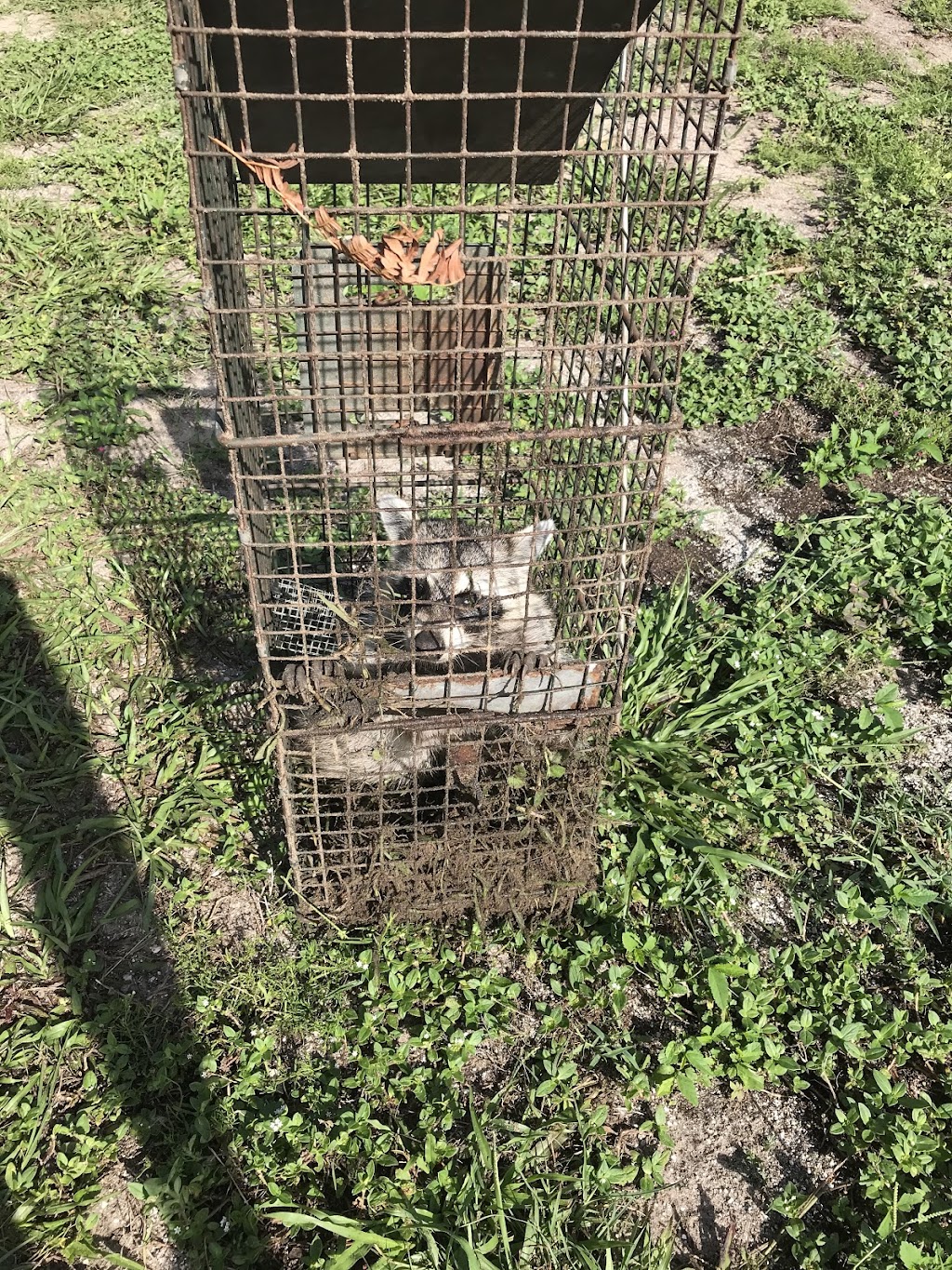 Toronto Wildlife Trappers | 17 Japonica Rd, Scarborough, ON M1R 4S1, Canada | Phone: (647) 952-1764