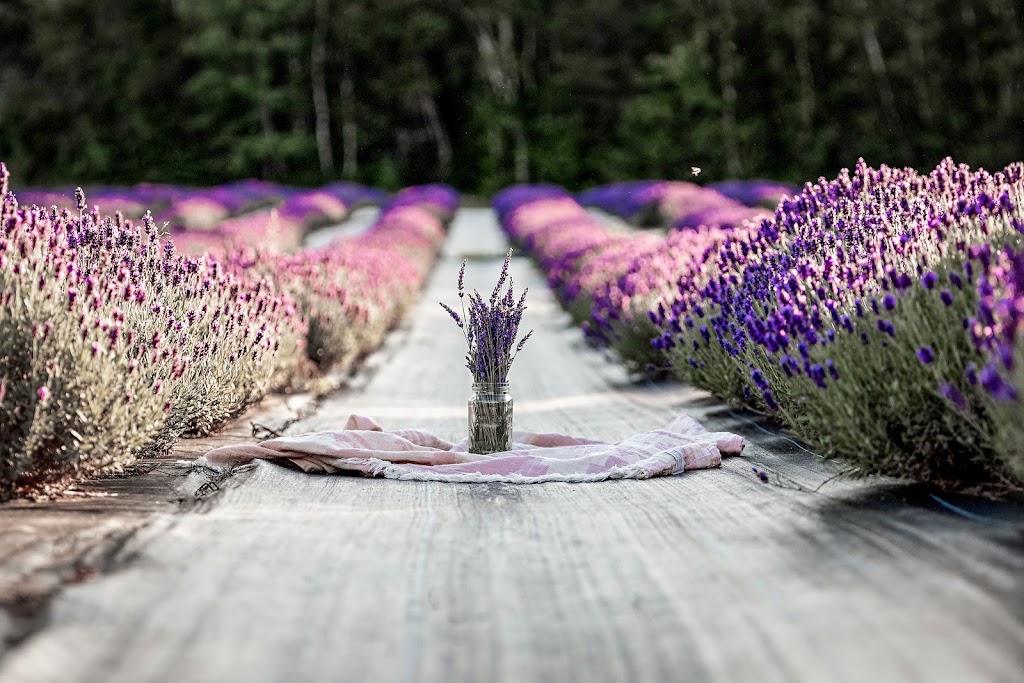 Lavender at Ocean Breeze Farm | 103 Chem. Goguen, Saint-Édouard-de-Kent, NB E4S 4S5, Canada | Phone: (506) 743-2767