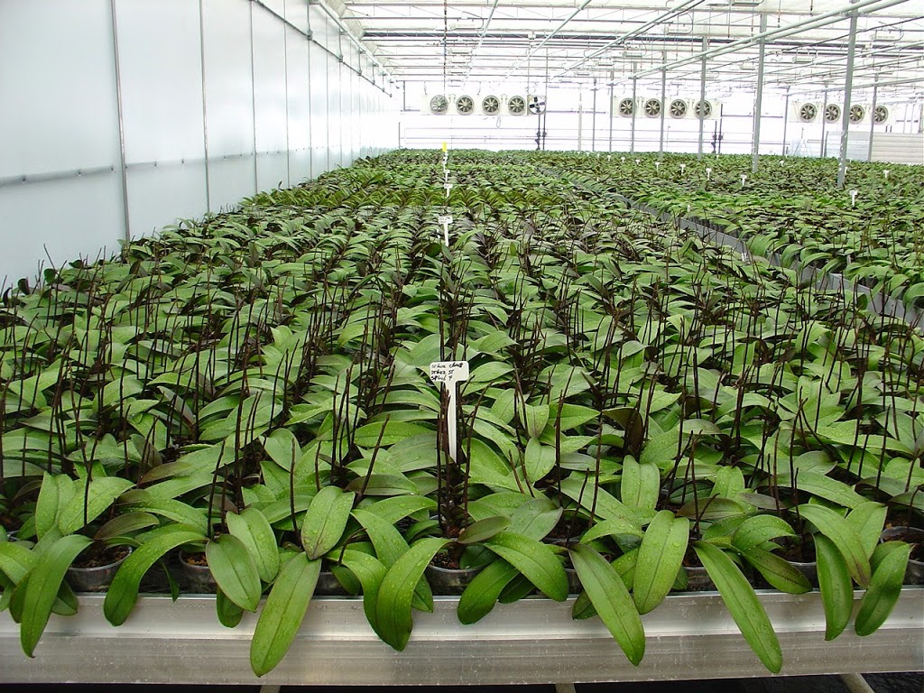 CosMic Plants Inc. | 4665 Bartlett Rd, Beamsville, ON L0R 1B1, Canada | Phone: (905) 562-9389