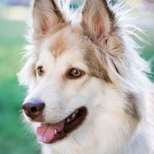 Holly Animal Hospital | 494 Veterans Dr #21, Barrie, ON L4N 9J5, Canada | Phone: (705) 726-0080