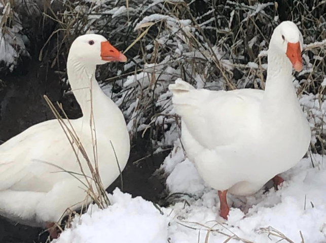 Foot Forward Farm | 512 Walker Rd, Quathiaski Cove, BC V0P 1N0, Canada | Phone: (250) 850-7318