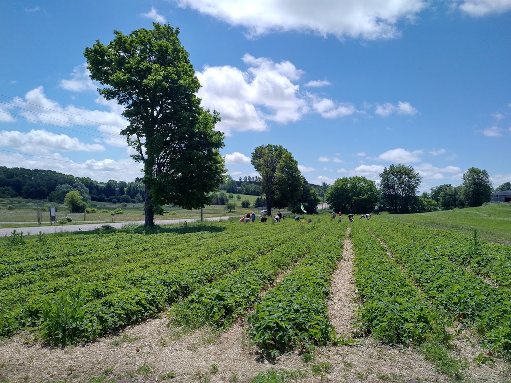 Spring View Farms | 11680 Durham Regional Rd 1, Uxbridge, ON L9P 1R2, Canada | Phone: (905) 852-2795