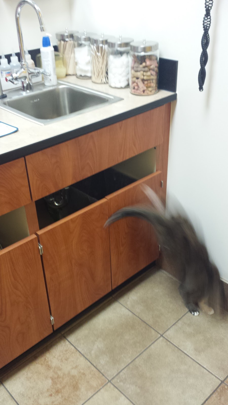 Banfield Pet Hospital | 1581 Niagara Falls Blvd Suite 100, Amherst, NY 14228, USA | Phone: (716) 834-1186