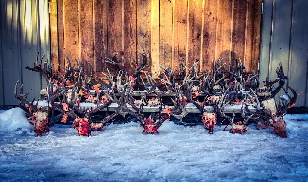 Western Trophy Outfitters & Great Grey Outfitters | SK-55, box #29, Foxford, SK S0J 0Y0, Canada | Phone: (514) 951-5552
