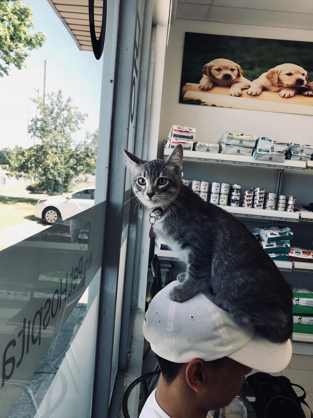 Kim Pet Hospital | 8362 Woodbine Ave, Markham, ON L3R 2N8, Canada | Phone: (905) 604-3105