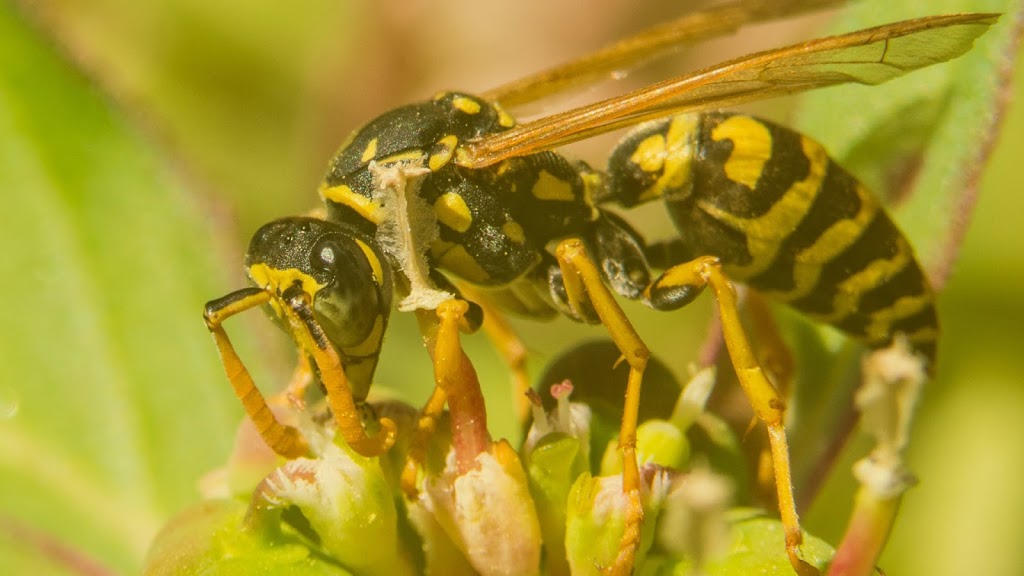 Canadian Pest Solutions | 40 Azar Ave, Tilbury, ON N0P 2L0, Canada | Phone: (866) 256-8693