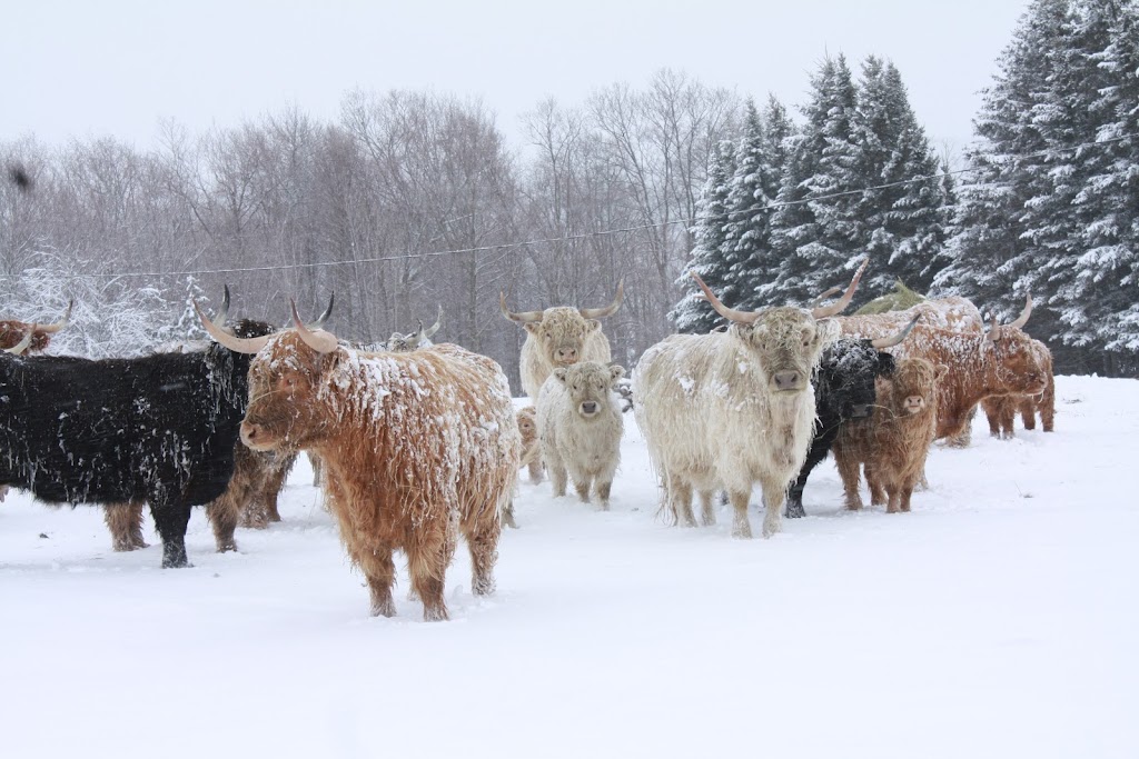 Ferme Fort-Rajo du Rang 4 Sud Inc | 230 4e Rang S, Saint-Victor, QC G0M 2B0, Canada | Phone: (418) 226-6554