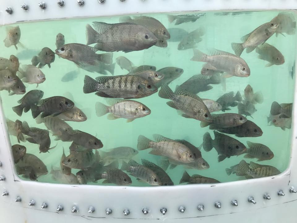 Alberta tilapia | 808 High Country Bay NW, High River, AB T1V 1E3, Canada | Phone: (403) 498-4500