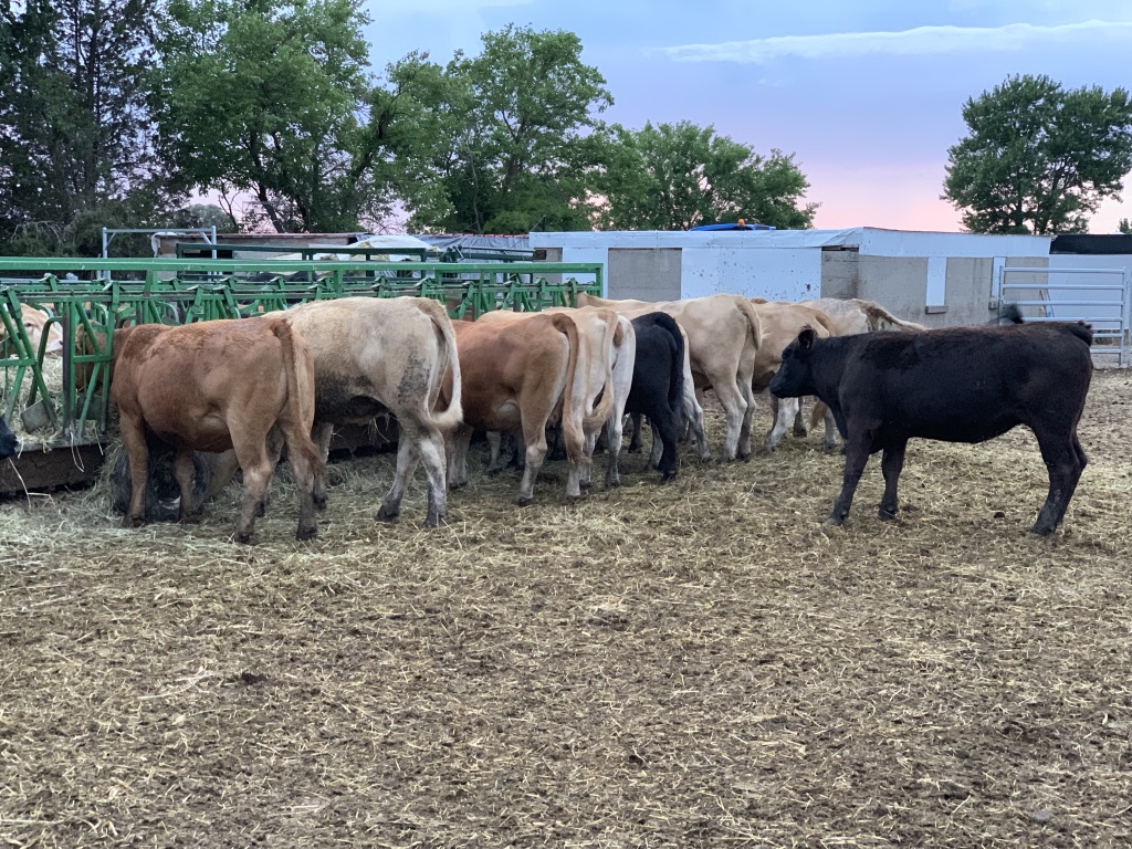 Ordonez Cattle Farms | 501 Mersea Road 5, Leamington, ON N8H 3V5, Canada | Phone: (519) 322-0849