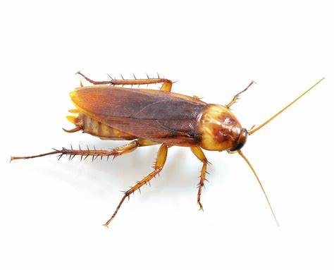 verminix gestion parasitaire et extermination | 2779 des, Rue des Perce Neige, Vaudreuil-Dorion, QC J7V 9T5, Canada | Phone: (514) 402-7193