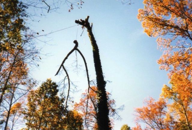 Busy Beavers Tree Service | 182 Chem. Babineau, Grande-Digue, NB E4R 3T8, Canada | Phone: (506) 850-5388