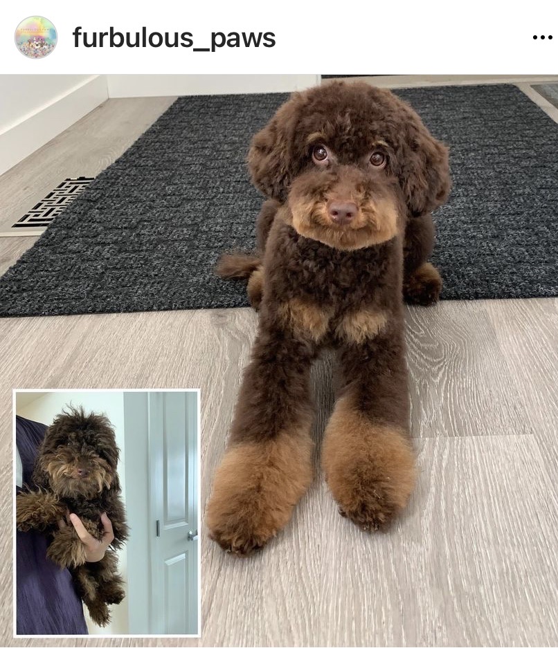 Furbulous Paws | 962 Mahogany Blvd SE, Calgary, AB T3M 2X3, Canada | Phone: (403) 505-4273