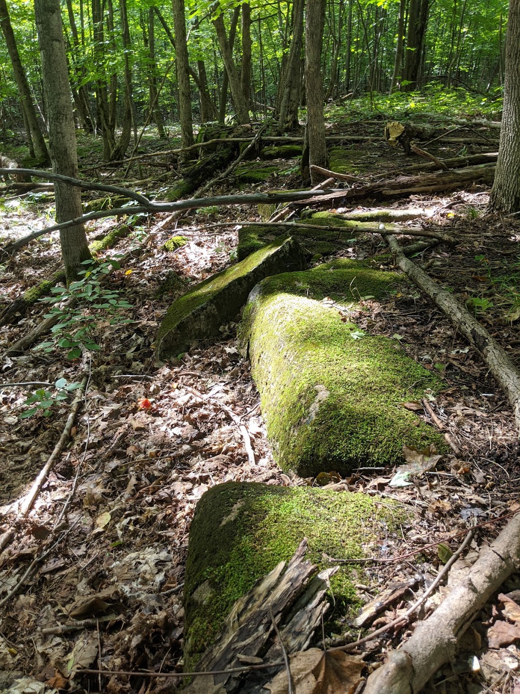 Stoney Swamp | Shirleys Bay, Ottawa, ON K2H 6H1, Canada | Phone: (613) 239-5000