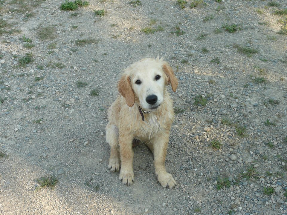 Guelph Animal Hospital | 110 Gordon St, Guelph, ON N1H 4H6, Canada | Phone: (519) 836-2782