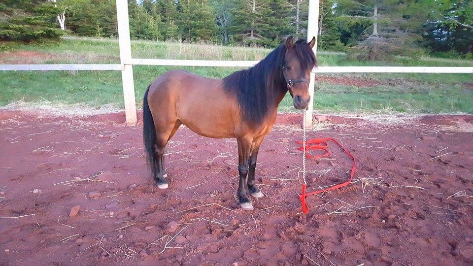 Integritys Haven Equine (Animal) Rescue Centre | 275 NS-12, Chester Basin, NS B0J 1K0, Canada | Phone: (902) 471-6121