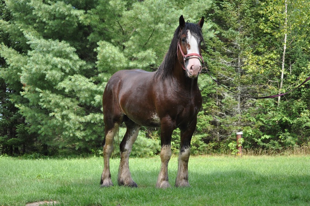 Double L Ranch Appaloosa | 209 Chemin St Patrice, Saint-Raymond, QC G3L 4J4, Canada | Phone: (418) 563-2136