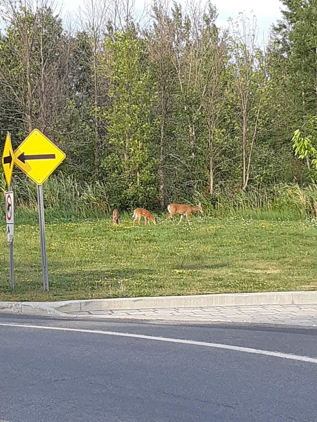 Parc Alain-Forget | Rue David, Saint-Hubert, QC J3Z 0A1, Canada