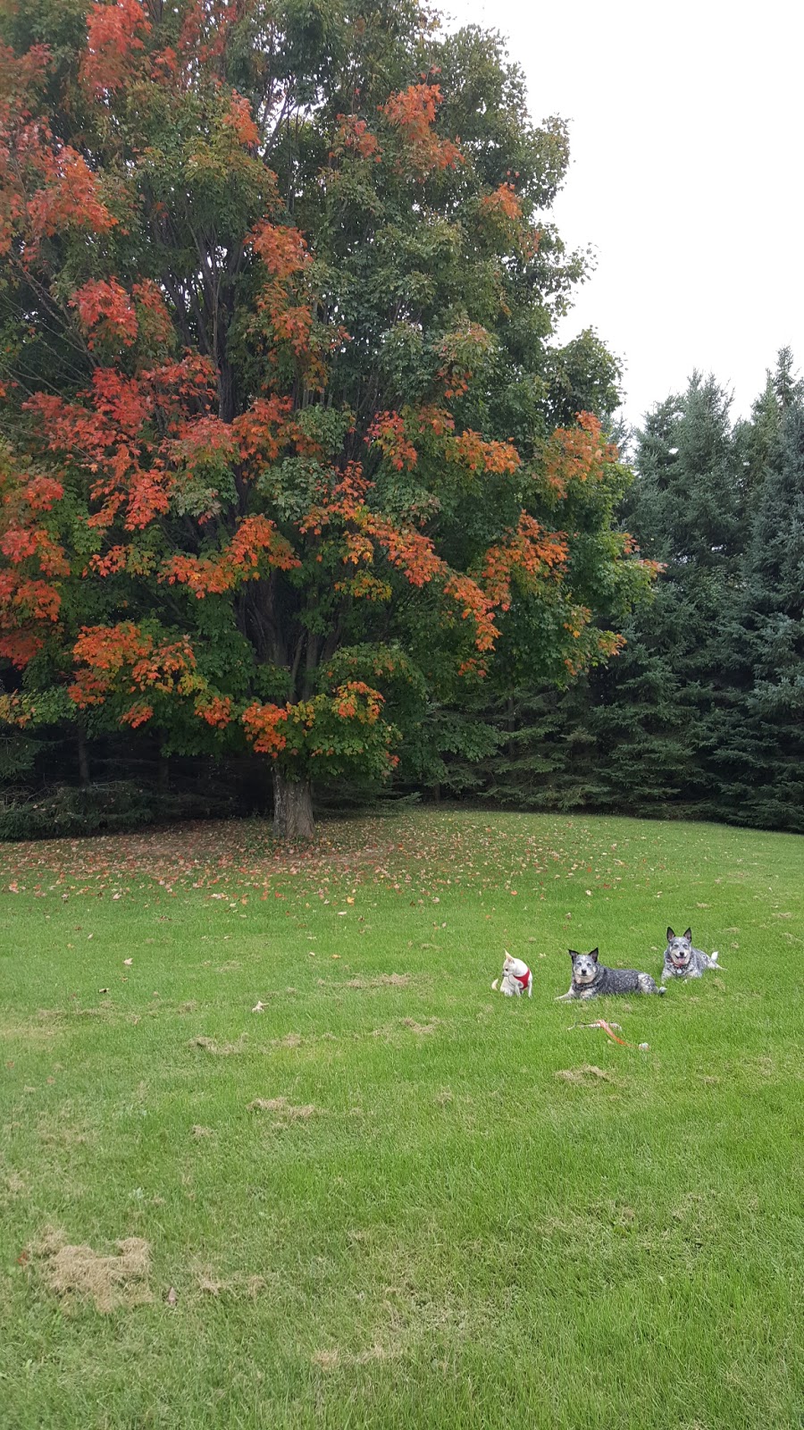 Lafontaine Park | 342 Lafontaine Rd W, Penetanguishene, ON L9M 1R3, Canada | Phone: (705) 526-4204