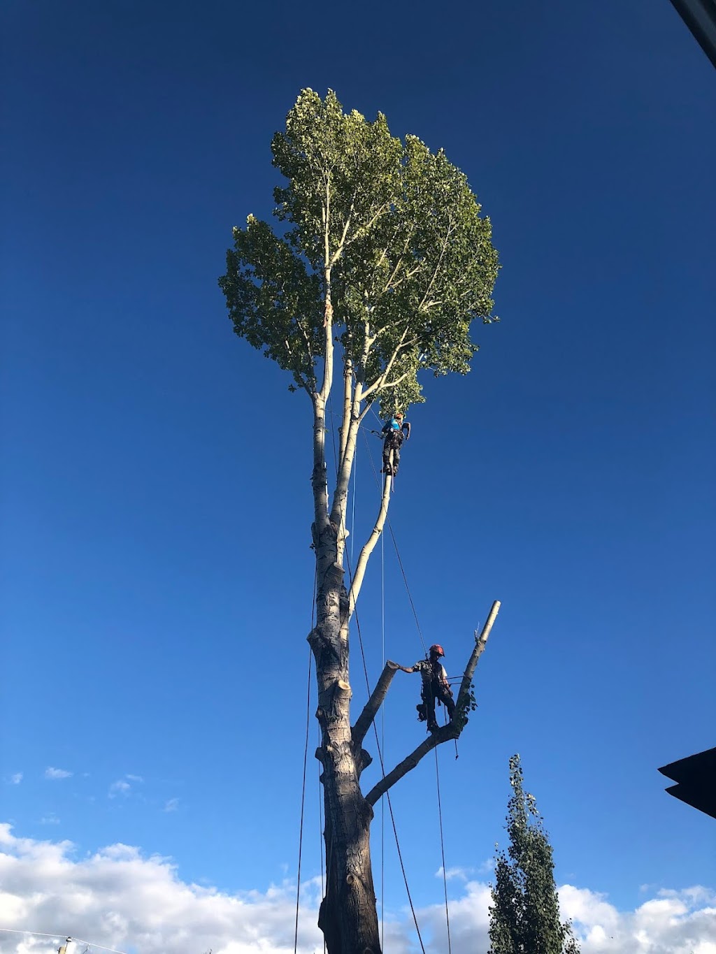 Total Tree Solutions Ltd | 24137 Old Banff Coach Rd NW, Calgary, AB T3Z 3N4, Canada | Phone: (403) 400-4572