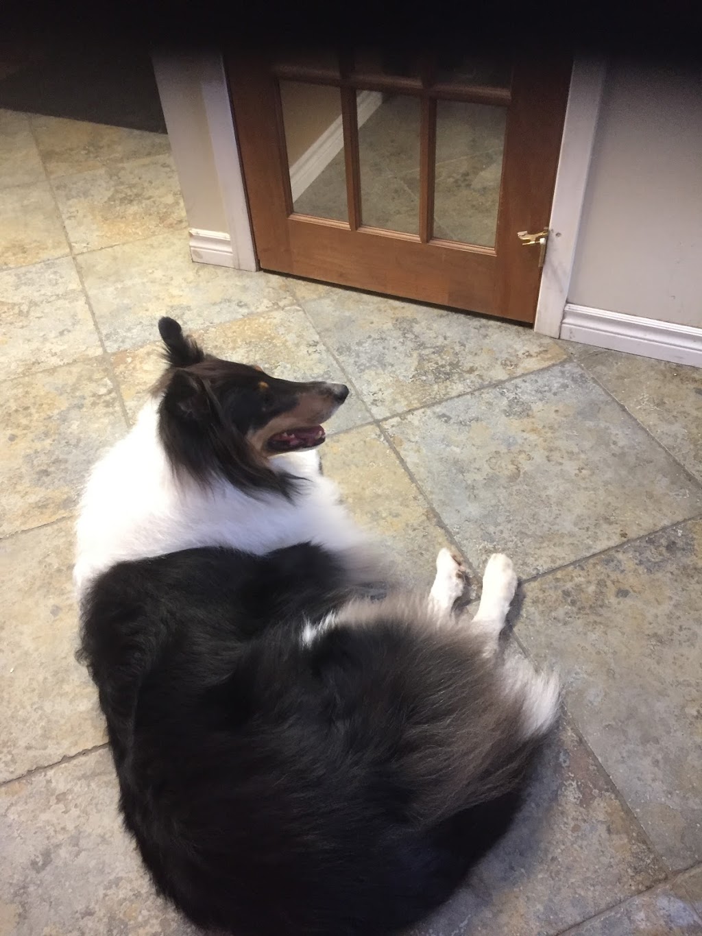 Cosmetic teeth cleaning for dogs | 1014 Merivale Rd, Ottawa, ON K1Z 6A5, Canada | Phone: (613) 930-2229