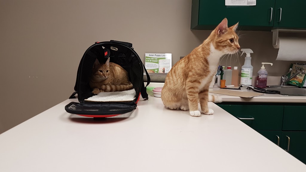 Avon Animal Hospital | 45 Morison Dr, Windsor, NS B0N 2T0, Canada | Phone: (902) 798-4633