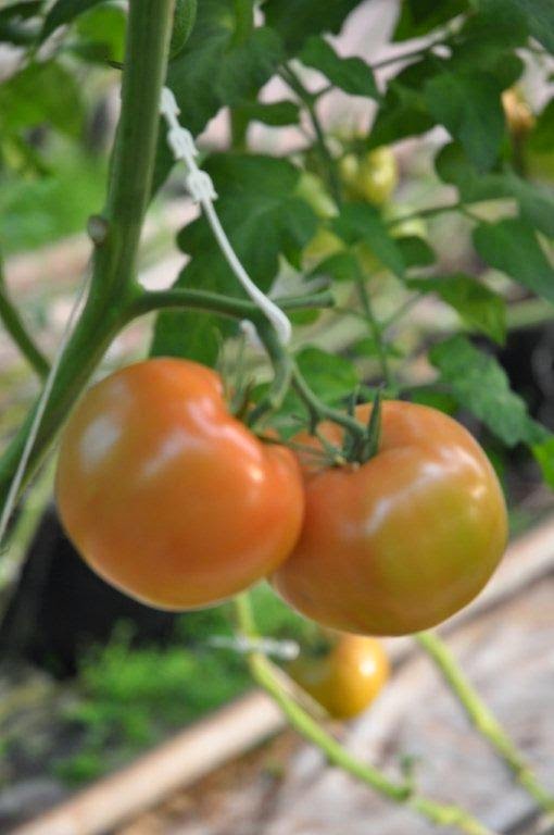 Schurman Family Farm & Atlantic Grown Organics | 713 Route 104, Kensington, PE C0B 1M0, Canada | Phone: (902) 836-3929