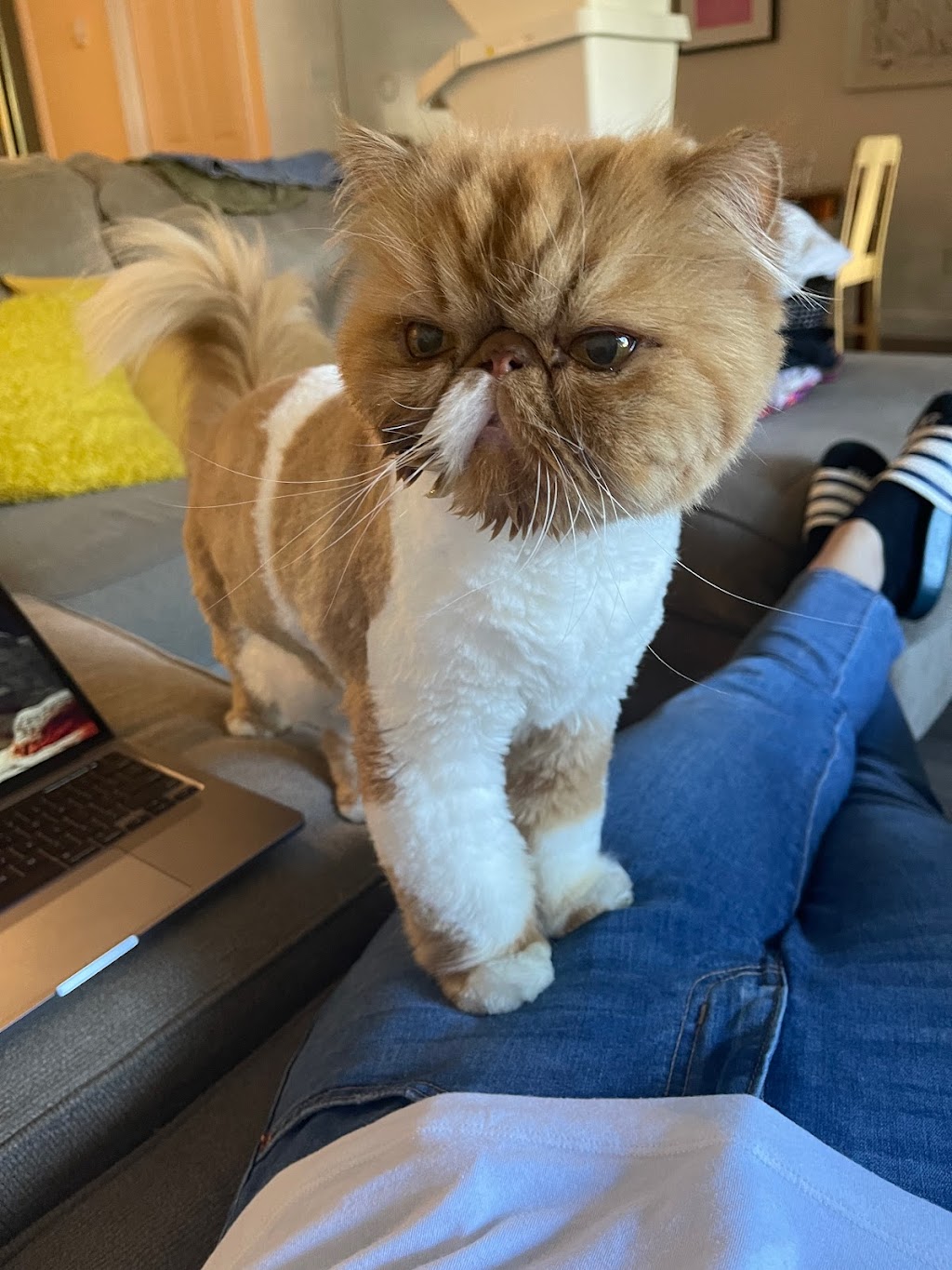 Fabulous Feline Grooming | 4711 17 Ave SE, Calgary, AB T2A 0T9, Canada | Phone: (403) 971-5790