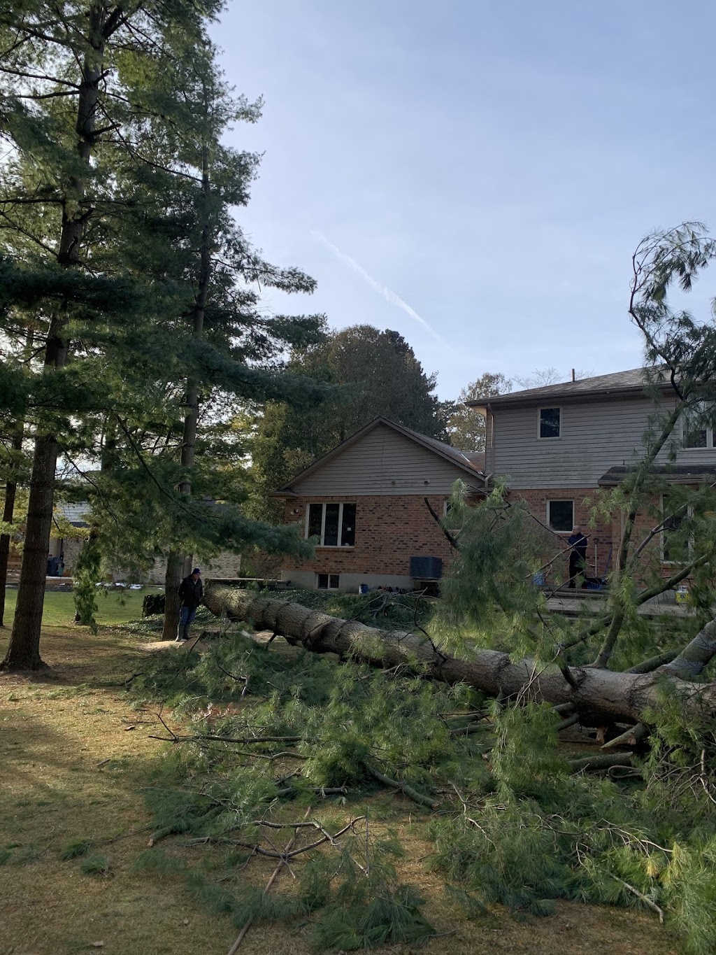 Sharpe Tree Service | 3020 River Dr, Wardsville, ON N0L 2N0, Canada | Phone: (519) 852-7061