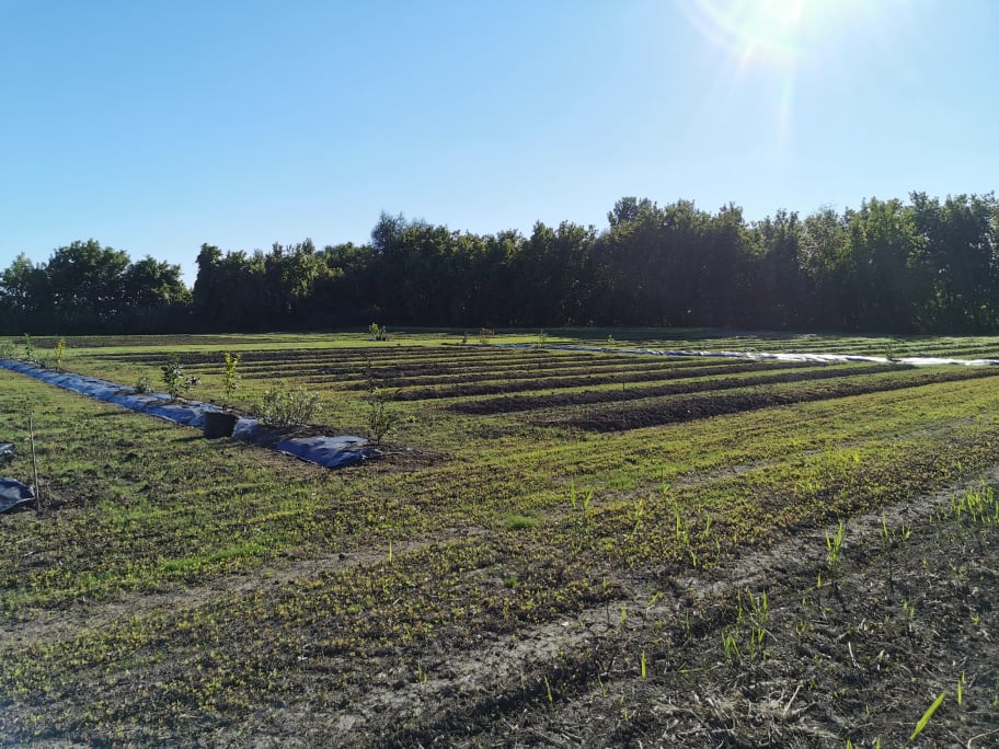 Ail Lys ferme florale | 564B Rang des Sloan, Saint-Édouard, QC J0L 1Y0, Canada | Phone: (514) 707-1116