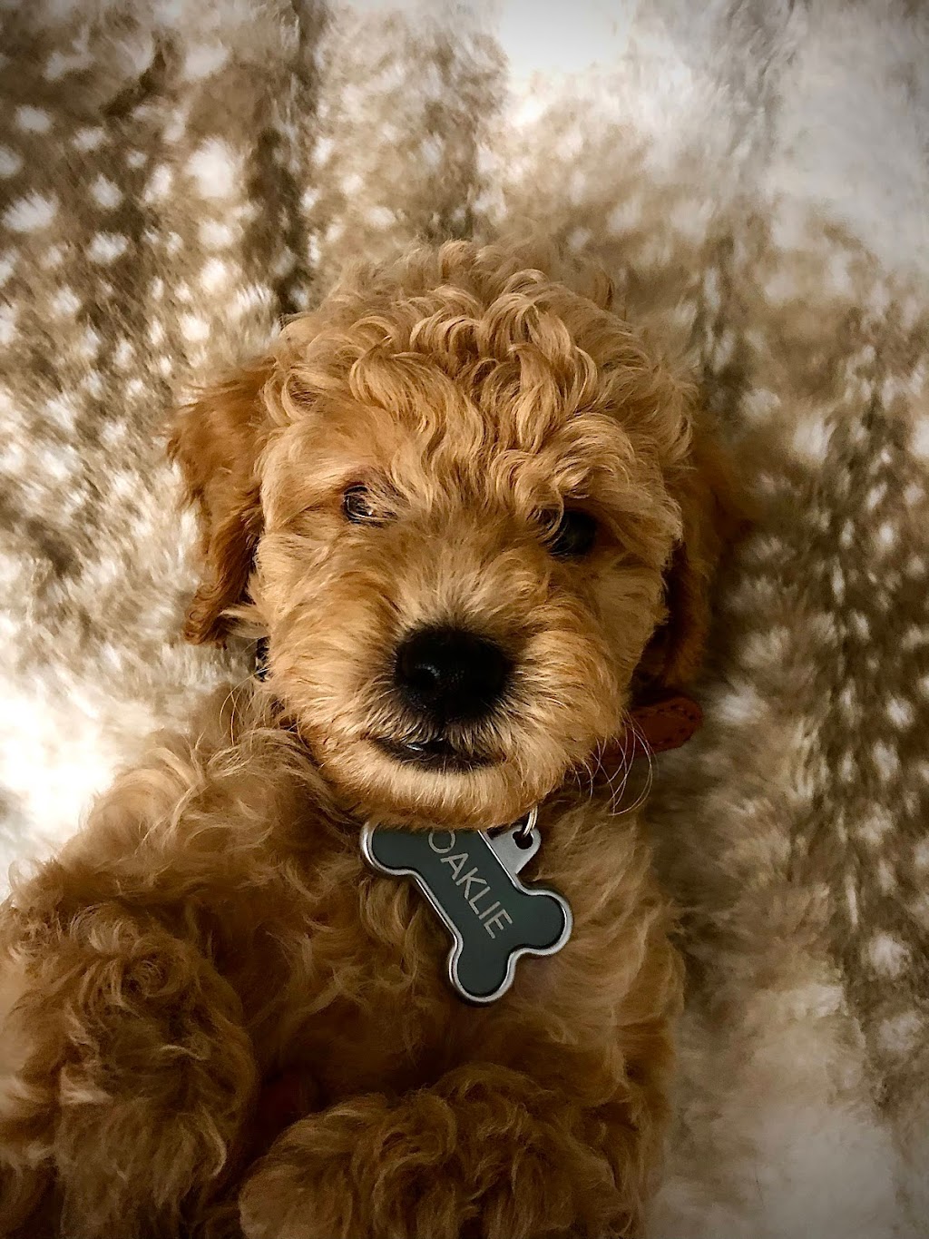 Scruffy Dooz Dog Grooming | 3 Hesham Dr, Whitby, ON L1M 2J9, Canada | Phone: (416) 799-8500