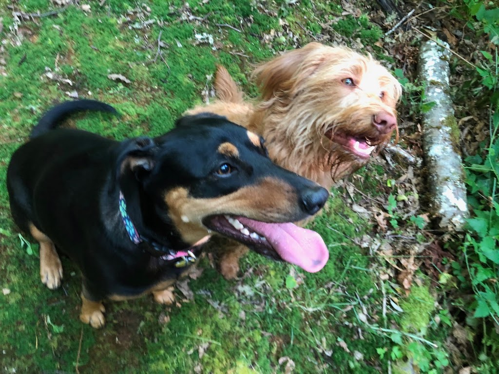 Sunny Lane Canine Academy | 7407 Sunny Ln, Sedro-Woolley, WA 98284, USA | Phone: (360) 856-5631