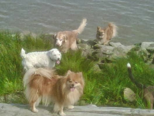 "The Woofer Walkers" GPS Tracked Dog Walking | Francis rd, No 2 Rd, Richmond, BC V7C 1K5, Canada | Phone: (778) 838-9255