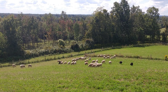 Valensbrae Sheep Farm | 1527 97, Puslinch, ON N0B 2J0, Canada | Phone: (905) 659-7253